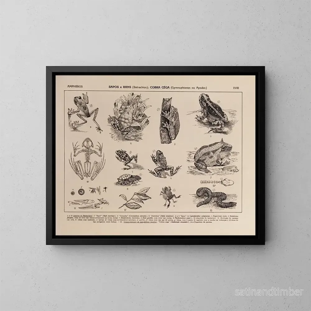Reproduktion av målningen Atlas de la faune du Brésil Pl18 - Rodolpho von Ihering