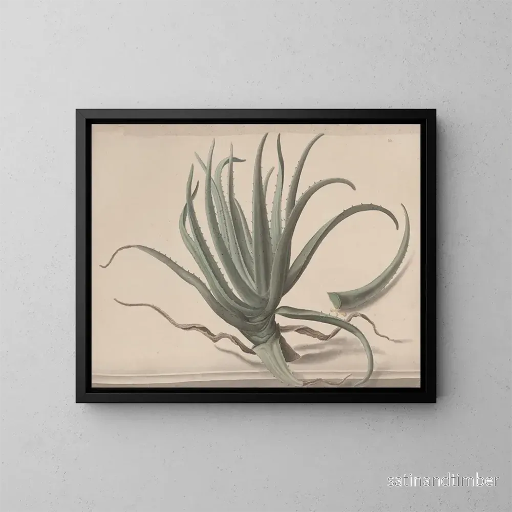 Reproduktion av målningen Histoire naturelle de Saint-Domingue Pl. 163 - René de Rabi