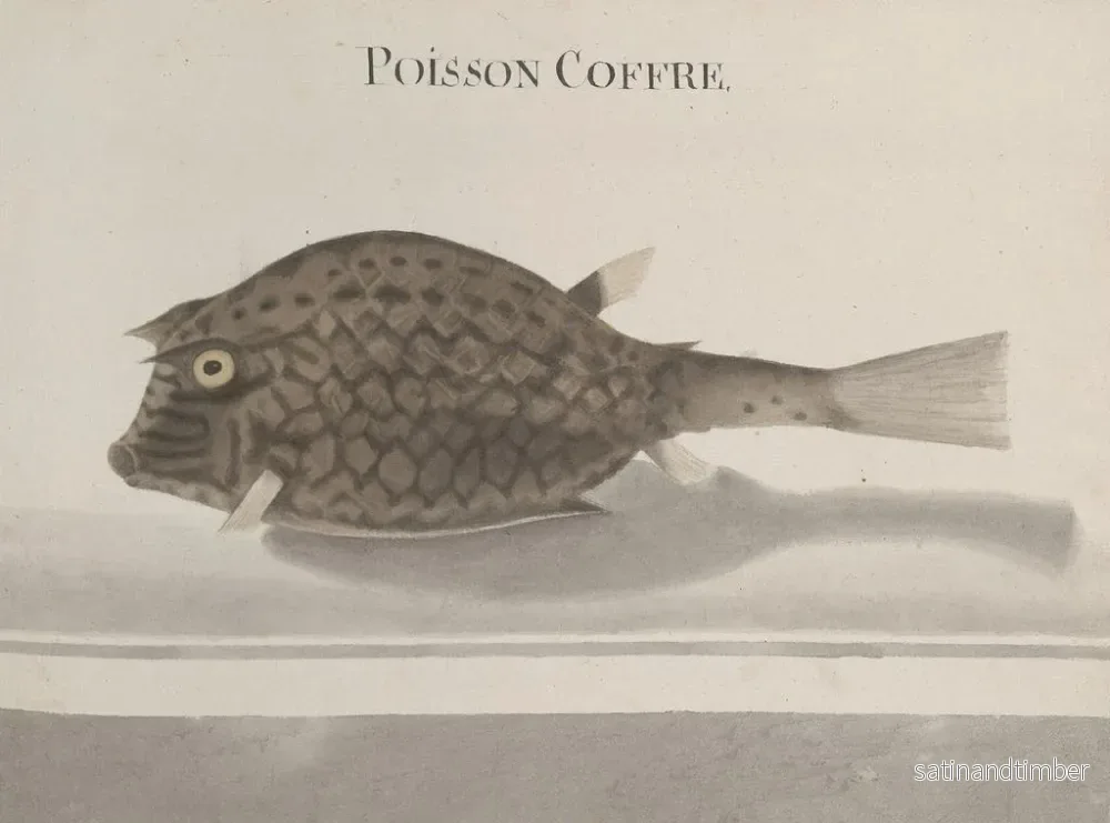 Reproduktion av målningen Histoire naturelle de Saint-Domingue Pl100 - René de Rabi - Bild 2