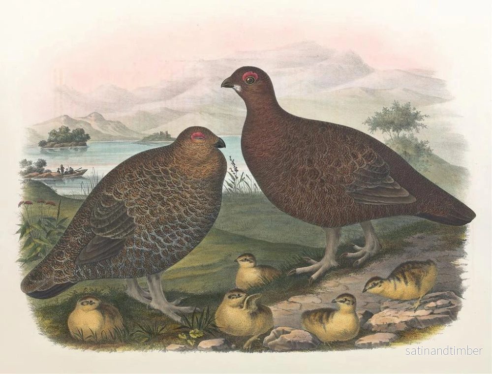 Reproduktion av målningen Lagopède des saules - Daniel Giraud Elliot - Bild 2