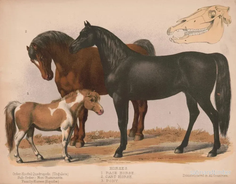 Reproduktion av målningen Hästar 1 Ryttare 2 Draghäst 3 Ponny - Louis Prang Co - Bild 2