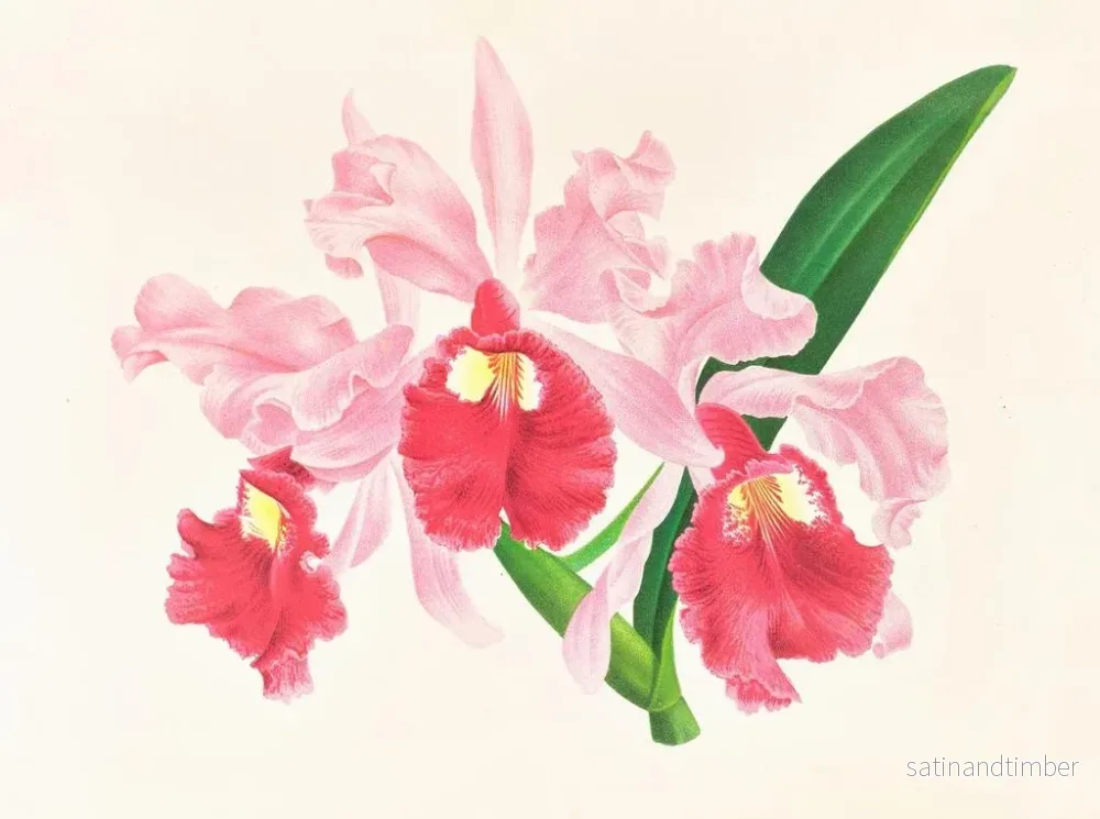 Reproduktion av målningen Cattleya gigas - Jean Jules Linden - Bild 2