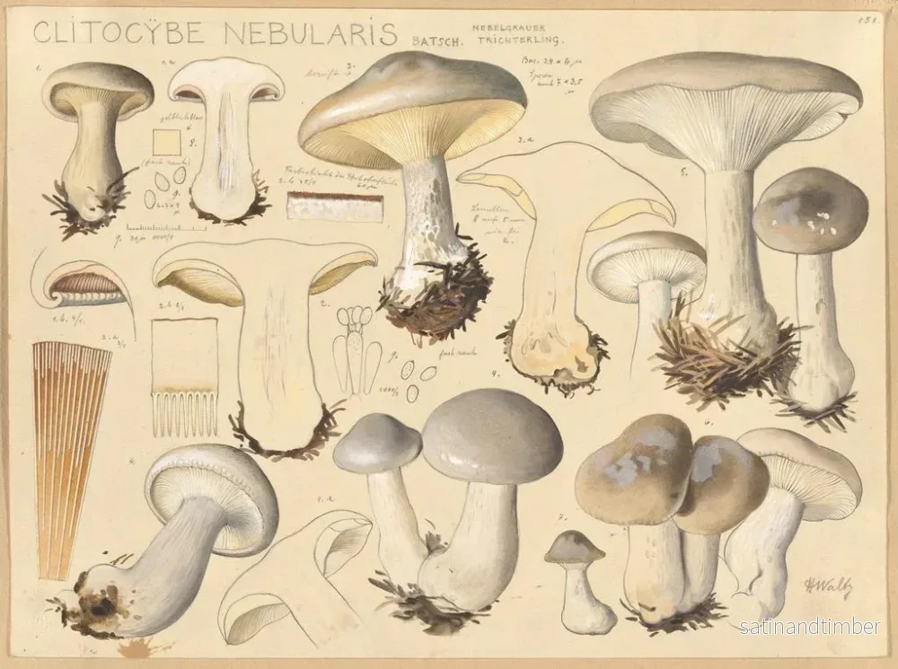 Reproduktion av målningen Clitocybe nébuleux - Hans Baldung - Bild 2