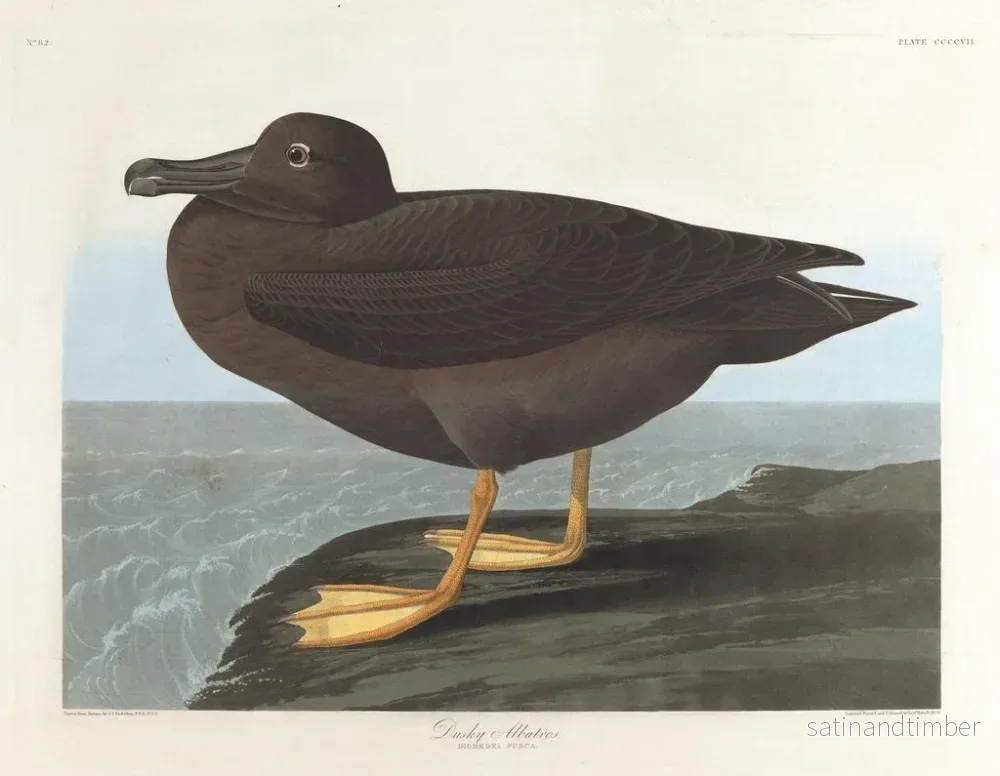 Reproduktion av målningen Albatross mörk - John James Audubon - Bild 2
