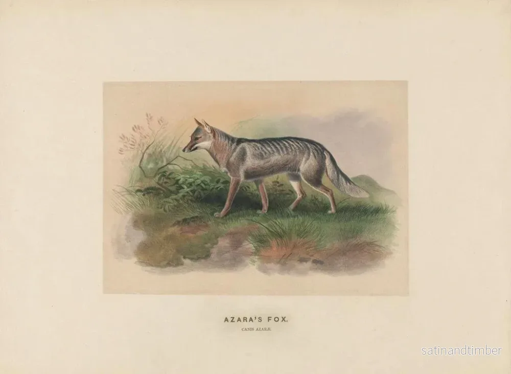 Reproduktion av målningen Renard d'Azara - Joseph Wolf - Bild 2