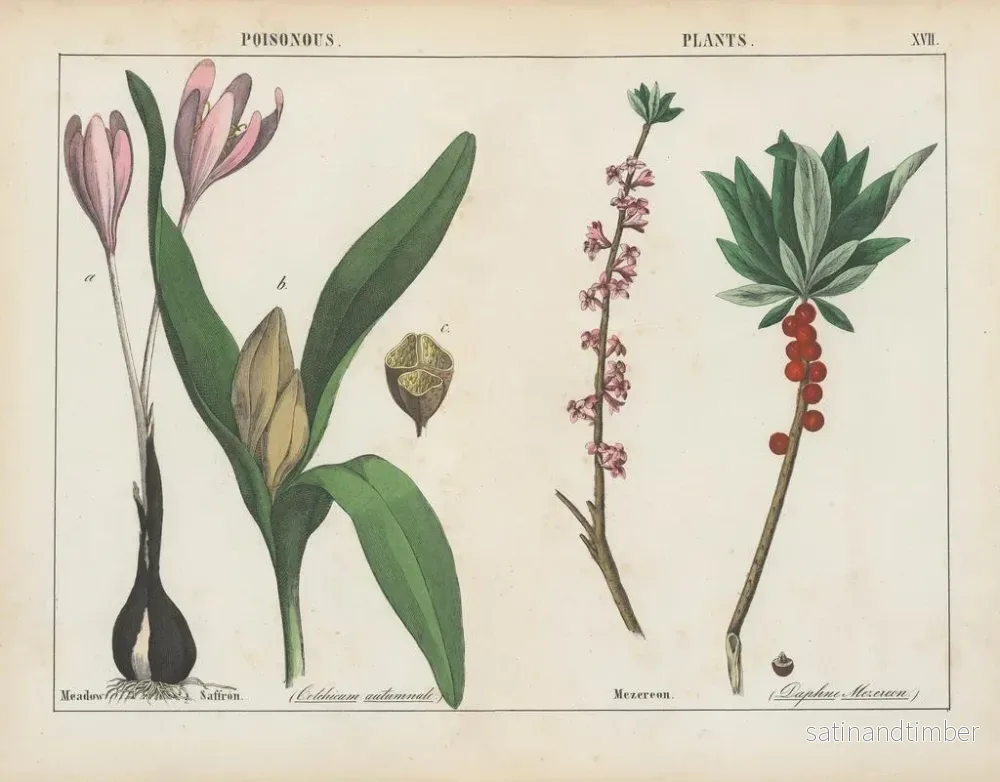 Reproduktion av målningen av giftiga växter: colchicum och daphne - Charlotte Mary Yonge - Bild 2