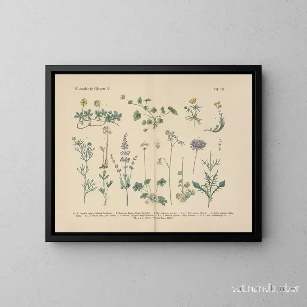 Reproduktion av målningen Manuel de botanique pratique en mots et en images Pl39 - Carl Hoffmann