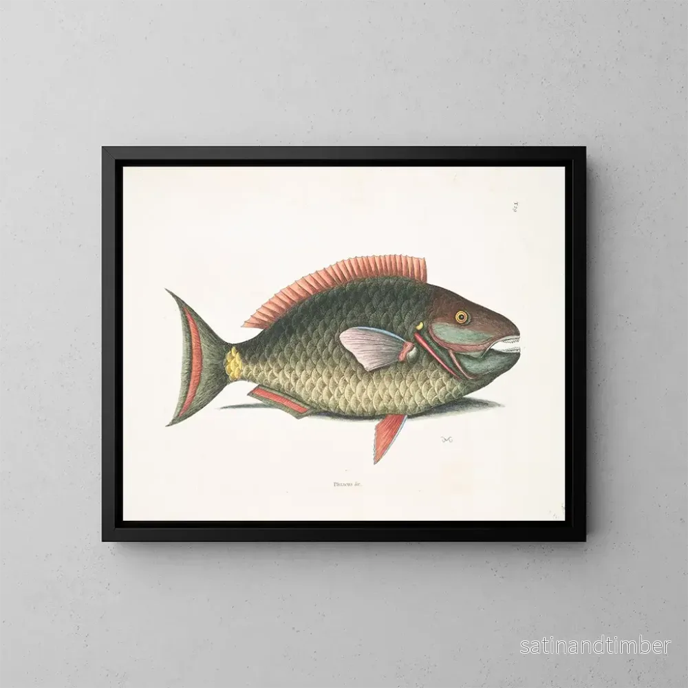 Reproduktion av målningen Psittacus och papegojfisk - Mark Catesby