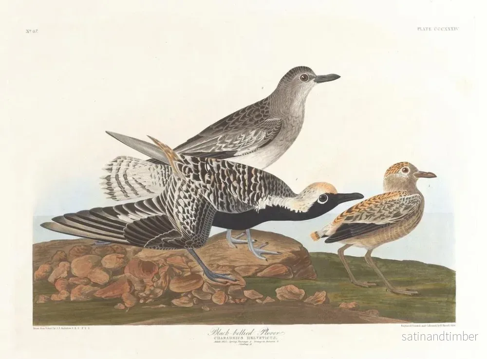 Reproduktion av målningen av Svartmagad mås - John James Audubon - Bild 2