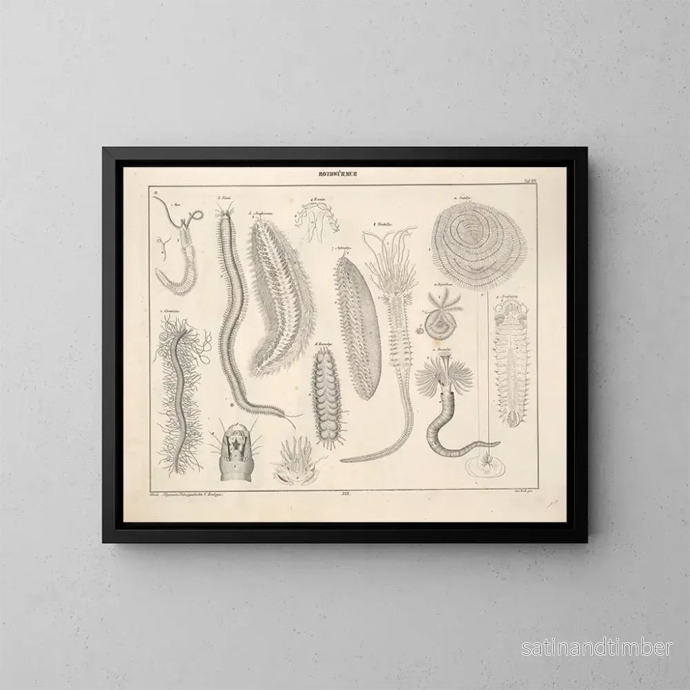 Reproduktion av målningen Illustrationer av den allmänna naturhistorien av Oken för alla tillstånd Pl075 - Lorenz Oken
