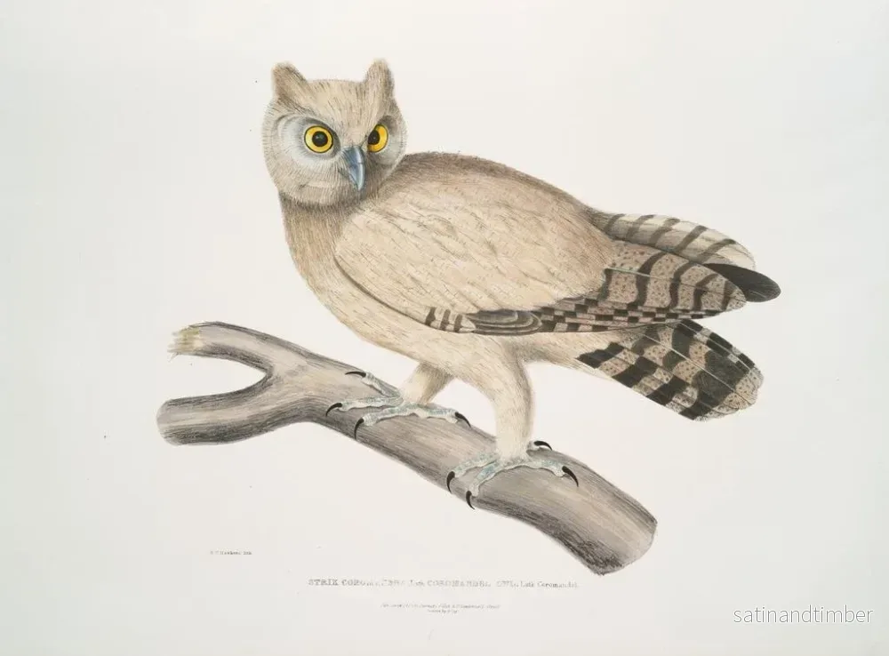 Reproduktion av målningen Hibou de Coromandel - John Edward Gray - Bild 2