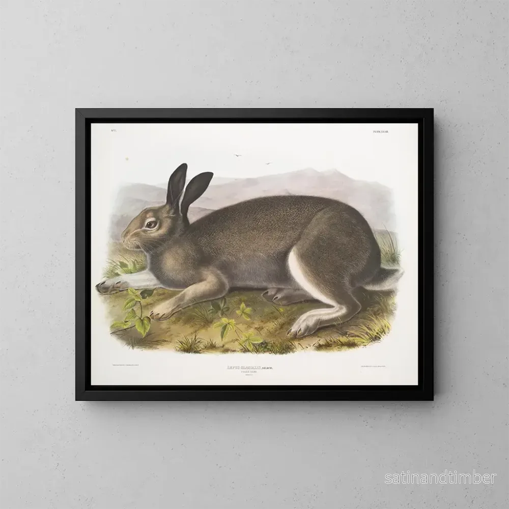 Reproduktion av målningen Lièvre polaire storlek naturlig – John Woodhouse Audubon Reproduktion av målningen Lièvre polaire storlek naturlig – John Woodhouse Audubon