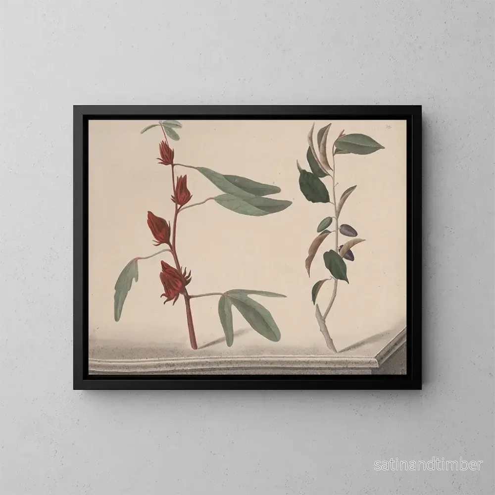 Reproduktion av målningen Histoire naturelle de Saint-Domingue Pl171 - René de Rabi