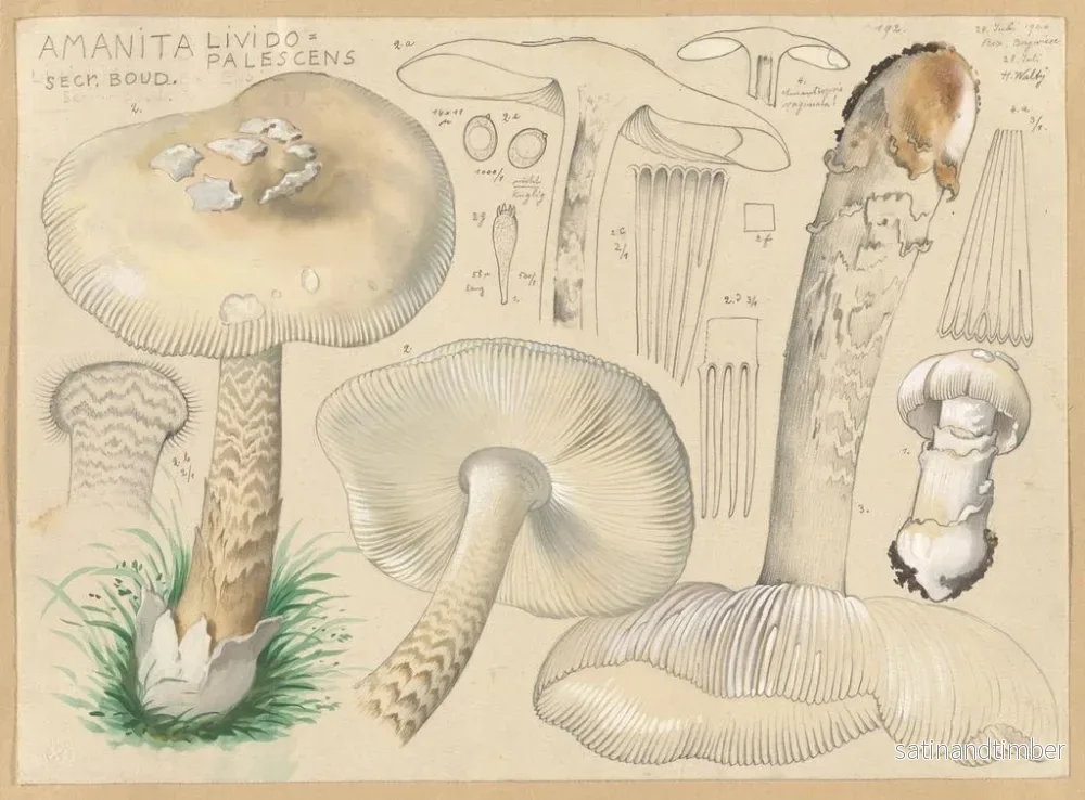 Reproduktion av målningen Amanite lividopalescente - Hans Baldung - Bild 2