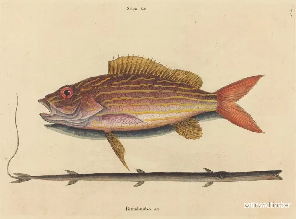 Reproduktion av målningen Le sparus synagris - Mark Catesby - Bild 2