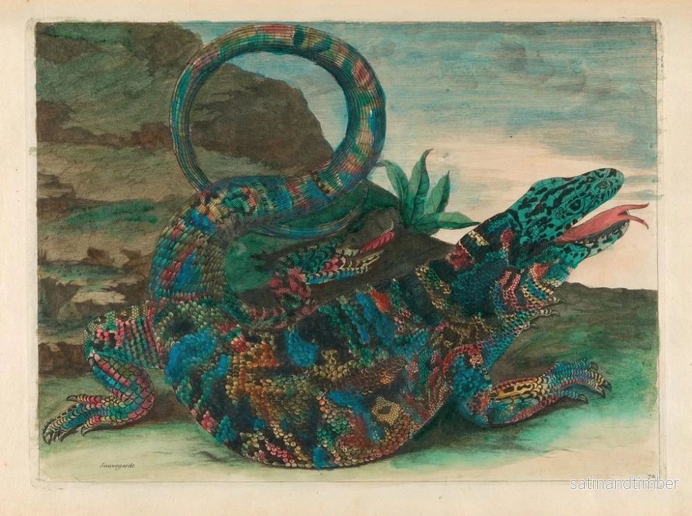 Reproduktion av målningen Sauvegarde - Maria Sibylla Merian - Bild 2