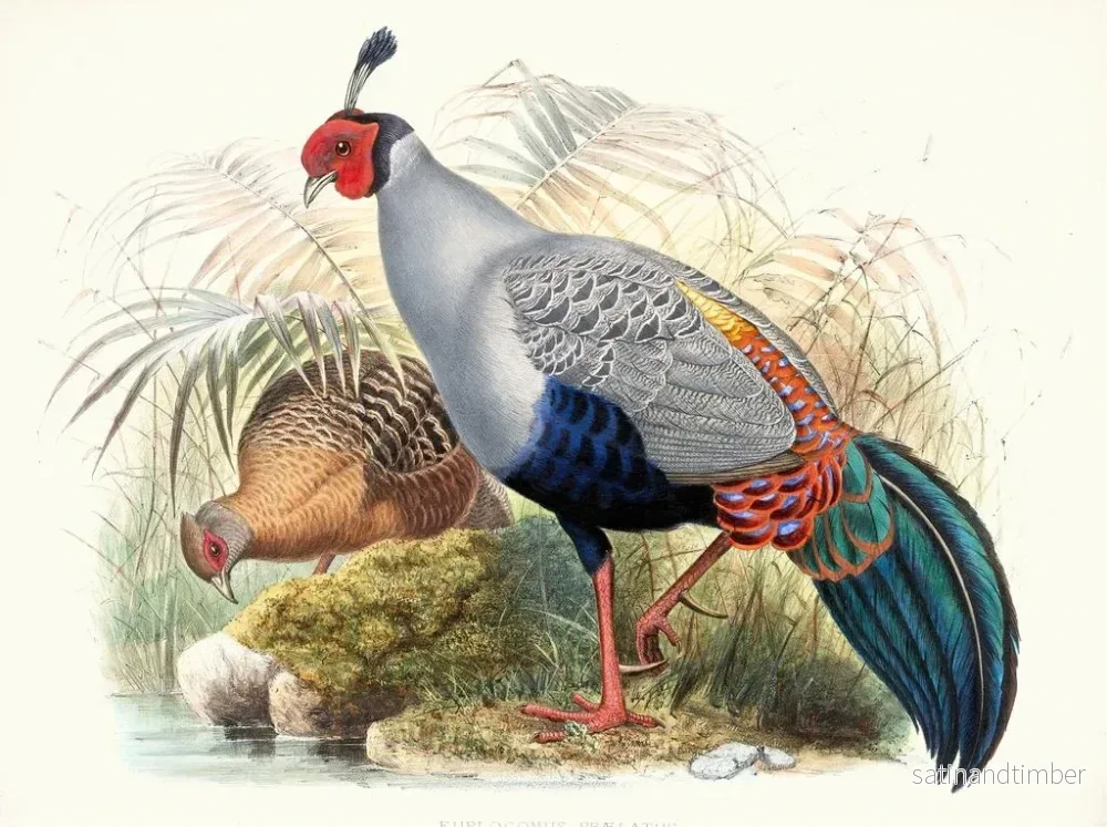 Reproduktion av målningen Euplocamus prlatus - Joseph Smit - Bild 2
