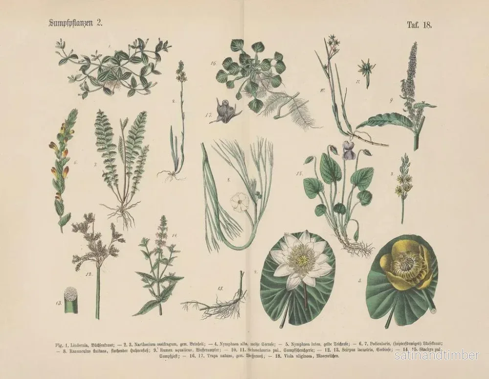 Reproduktion av målningen Manuel de botanique pratique en mots et en images Pl18 - Carl Hoffmann - Bild 2