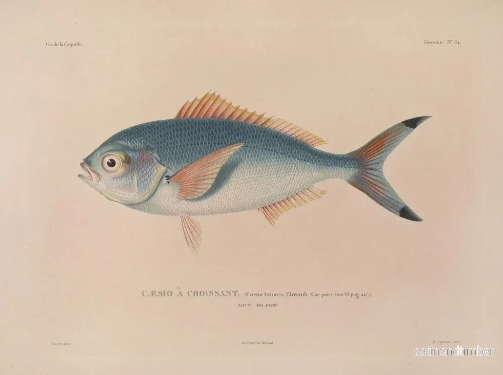 Resa runt världen — plansch 041 — Louis-Isidore Duperrey - Bild 2