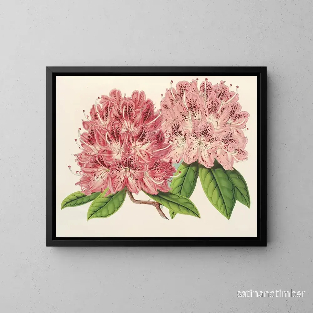 Reproduktion av målningen Rhododendron omniguttatum hybrid – Charles Antoine Lemaire