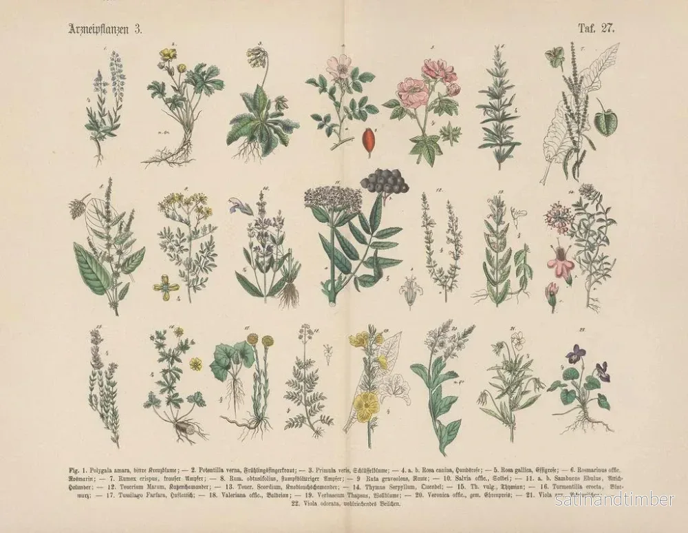 Reproduktion av målningen Manuel praktisk botanikkonsttryck i ord och bilder Pl27 - Carl Hoffmann - Bild 2