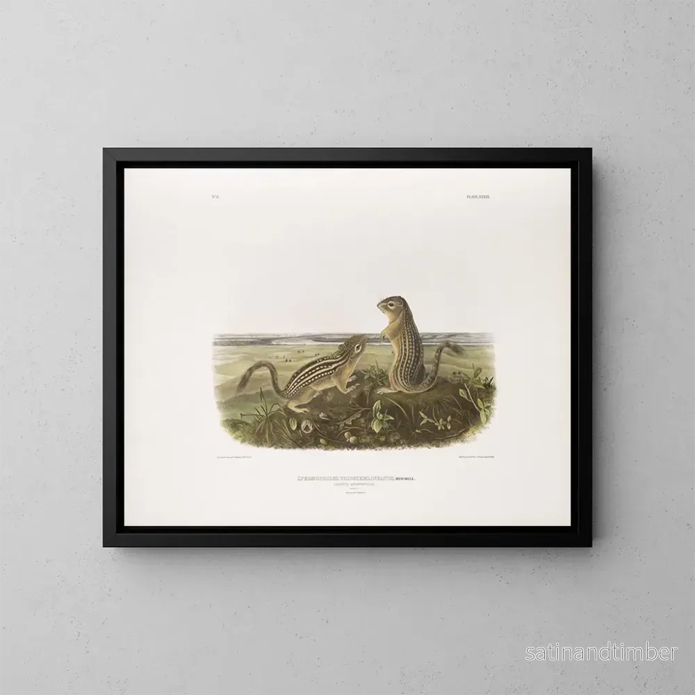Reproduktion av målningen Spermophile à treize bandes, taille naturelle, mâle och femelle – John Woodhouse Audubon Reproduktion av målningen Spermophile à treize bandes, taille naturelle, mâle och femelle – John Woodhouse Audubon