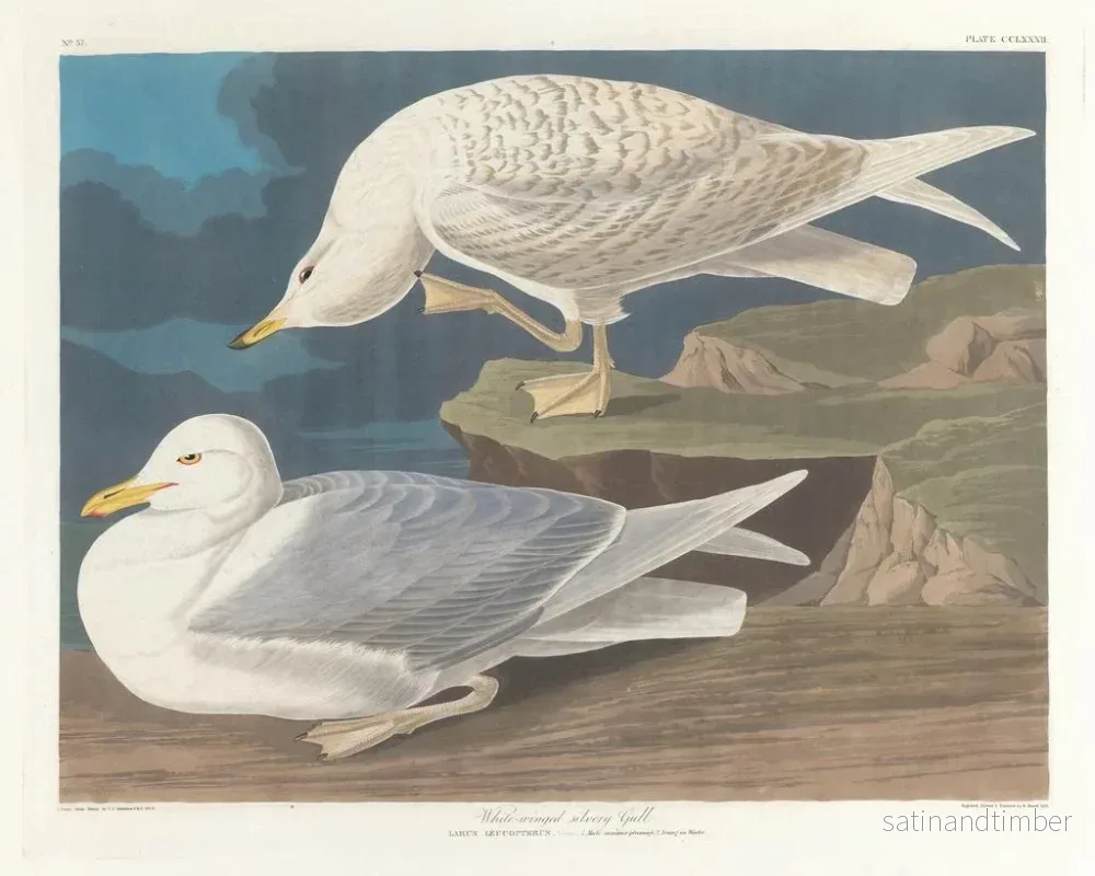 Reproduktion av målningen av Sillgrissla med vita vingar - John James Audubon - Bild 2