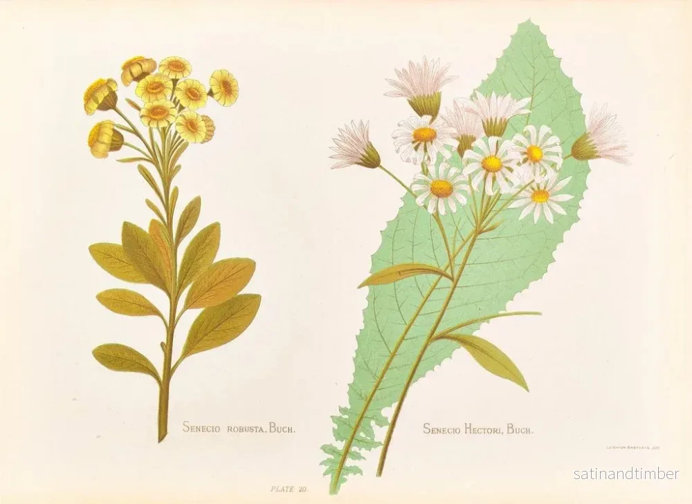 Reproduktion av målningen Senecio robuste Senecio Hectori - Georgina Burne Hetley - Bild 2