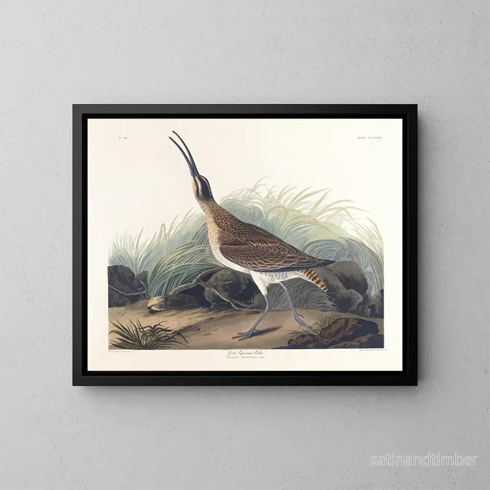 Reproduktion av målningen av stor tundrappar - John James Audubon