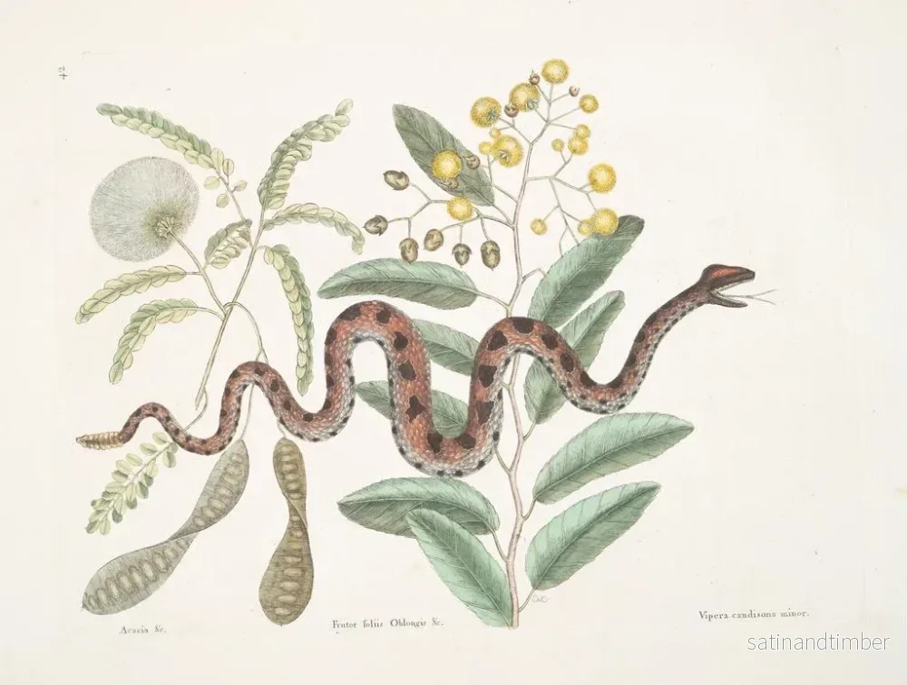 Reproduktion av målningen av akacia och fruktträd, fruktträdgård med ovala blad och huggorm med mindre svans - Mark Catesby - Bild 2