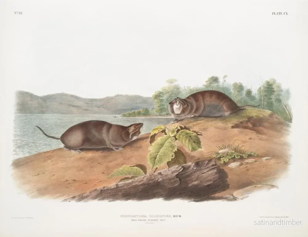 Reproduktion av målningen av fickråtta i form av en mullvad, naturlig storlek - John Woodhouse Audubon - Bild 2