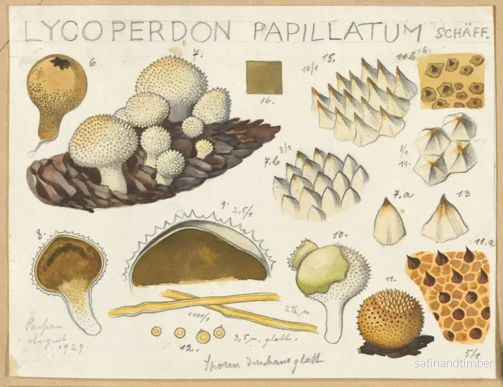Reproduktion av målningen Lycoperdon papillatum - Hans Baldung - Bild 2
