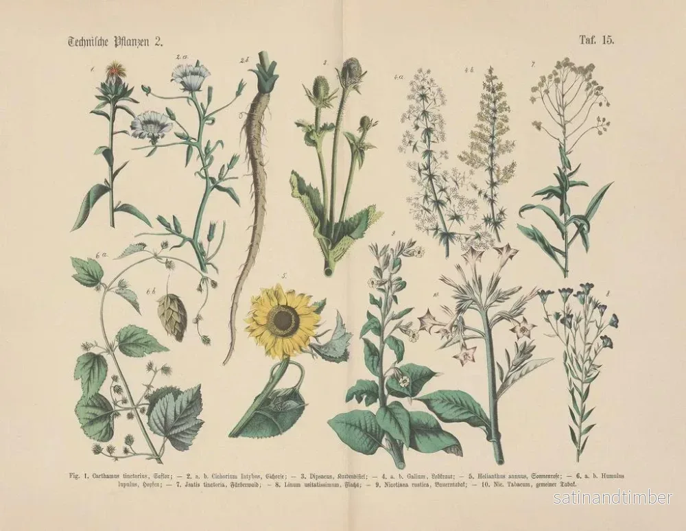Reproduktion av målningen Manuel de botanique pratique en mots et en images Pl15 - Carl Hoffmann - Bild 2