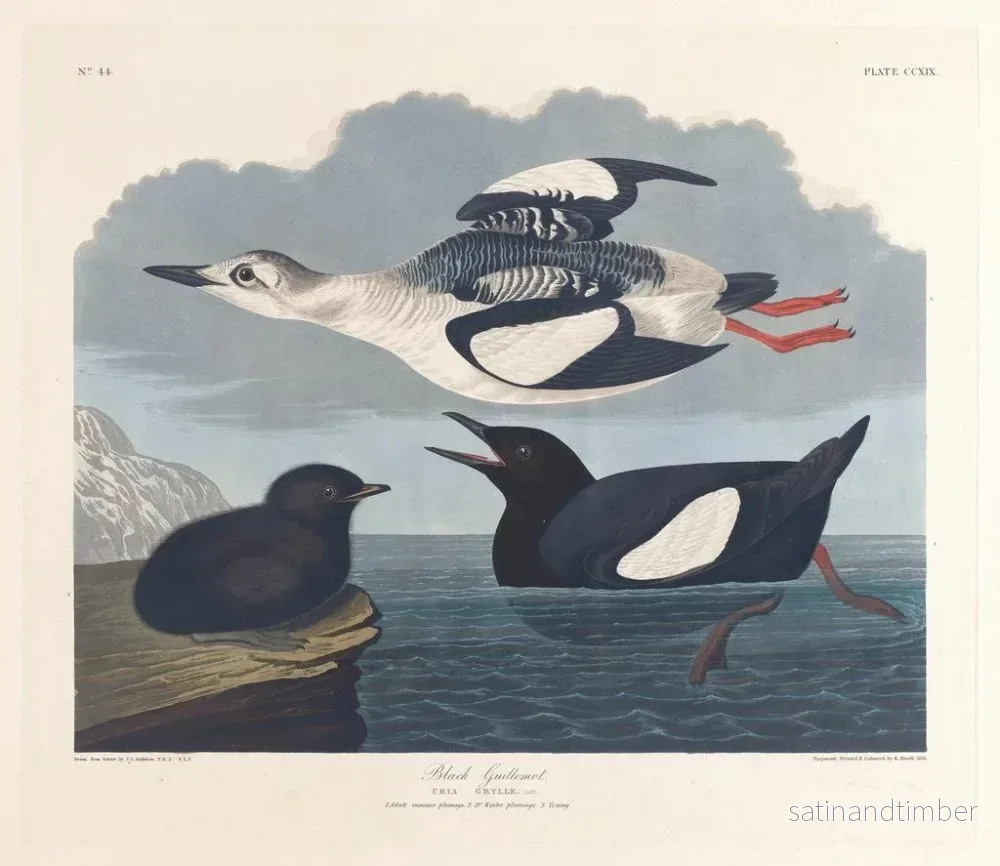 Reproduktion av målningen Guillemot noir - John James Audubon - Bild 2