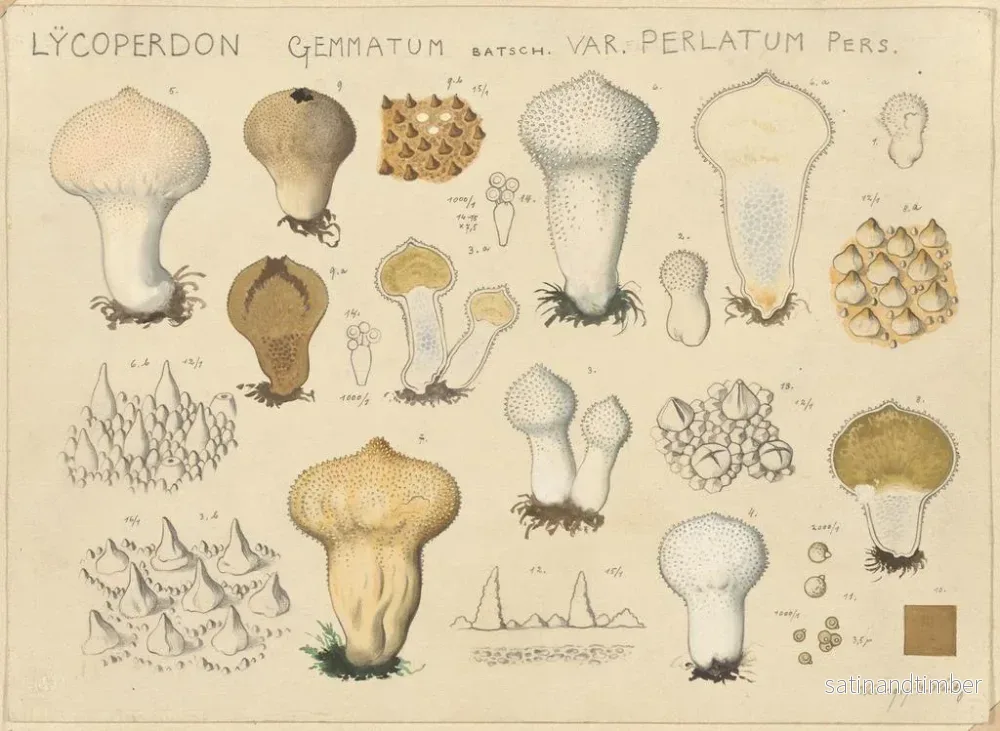 Reproduktion av målningen Lycoperdon gemmatum var. perlatum - Hans Baldung - Bild 2