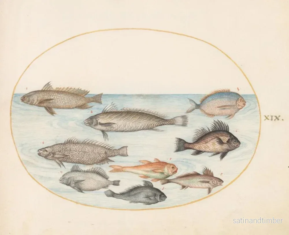 Reproduktion av målningen Platine 19 En dammfisk och andra fiskar, inklusive två koracinis - Joris Hoefnagel - Bild 2