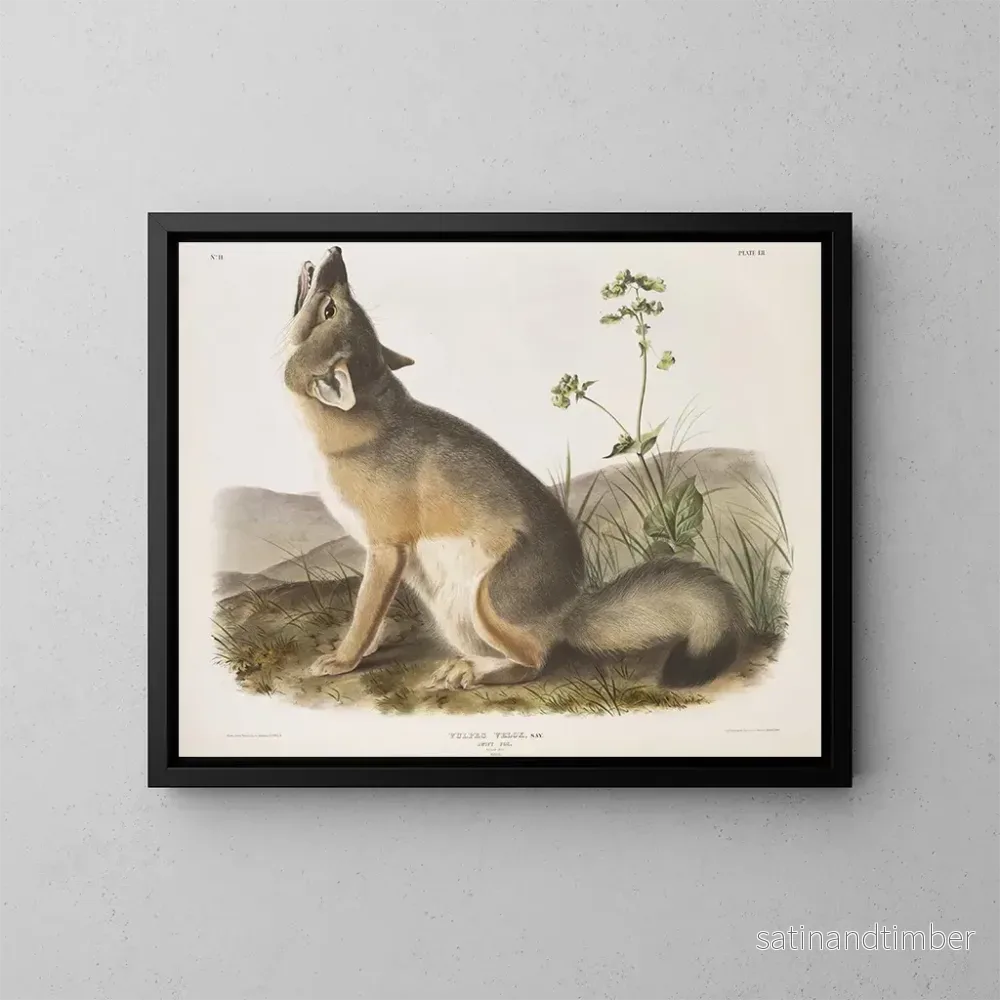 Reproduktion av målningen Renard rapide taille naturelle mâle – John Woodhouse Audubon Reproduktion av målningen Renard rapide taille naturelle mâle – John Woodhouse Audubon