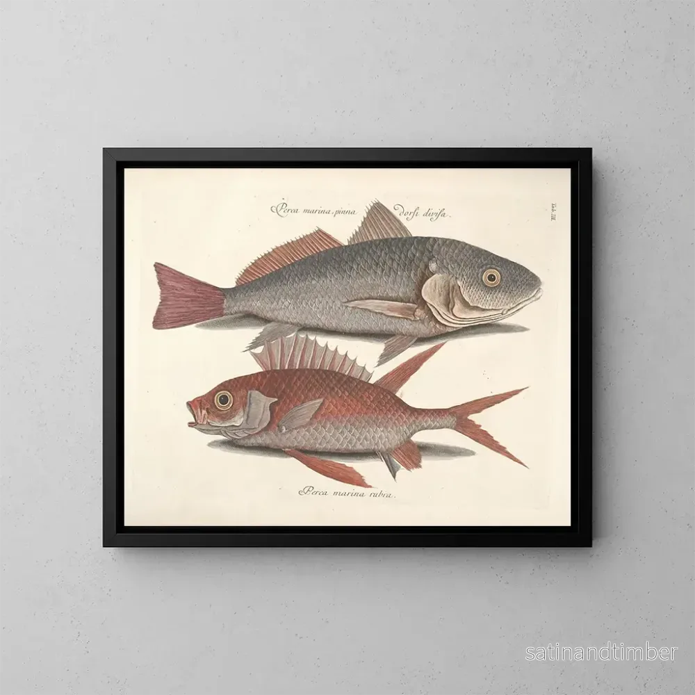Reproduktion Bilder av fisk, ormar, insekter – Mark Catesby — plansch 003