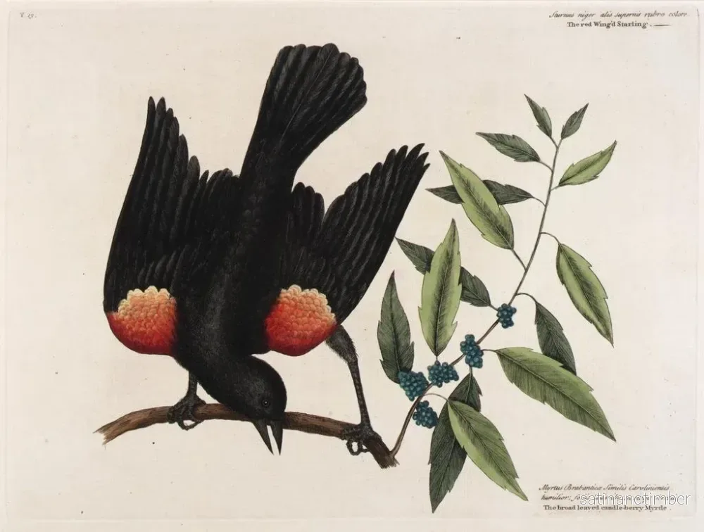 Reproduktion av målningen Le merle à ailes rouges, le myrte à feuilles larges et la bougie de baies - Mark Catesby - Bild 2