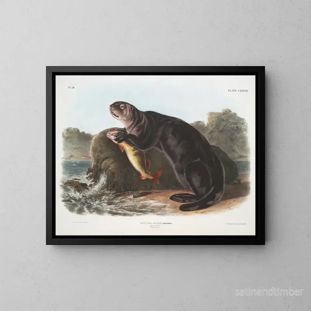 Reproduktion av målningen av ung manlig havs otter - John Woodhouse Audubon