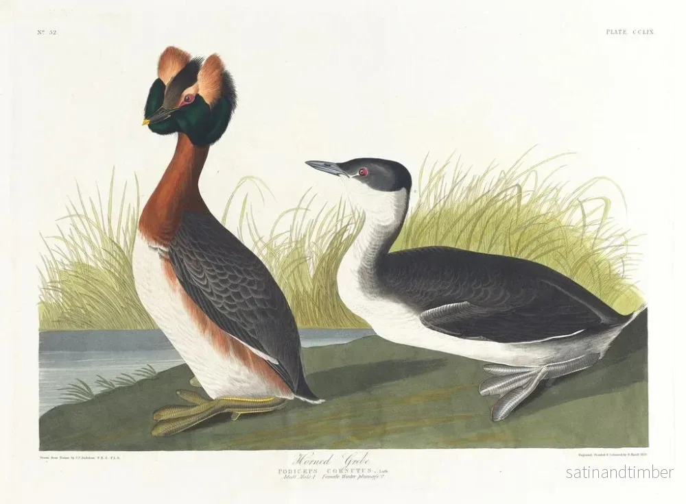 Reproduktion av målningen Grèbe à cou noir - John James Audubon - Bild 2