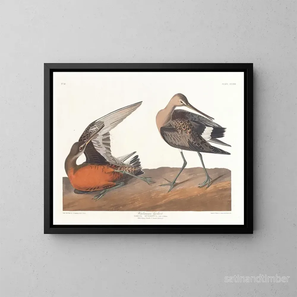 Reproduktion av målningen Barge hudsonienne - John James Audubon