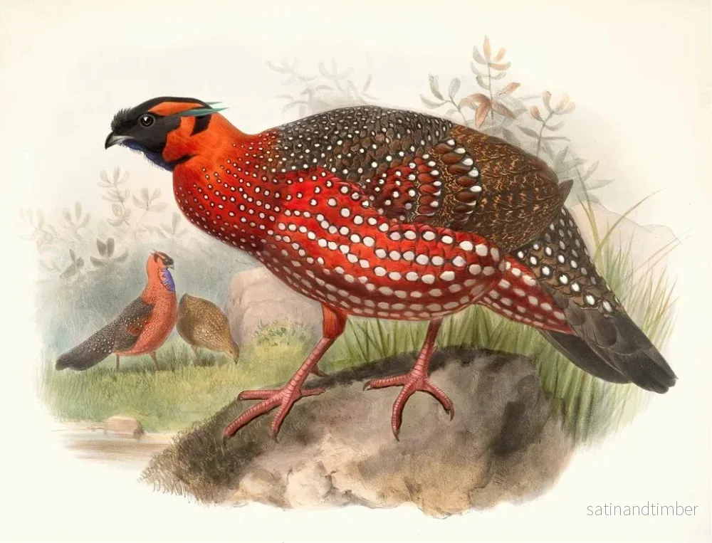 Reproduktion av målningen Ceriornis satyra - Joseph Smit - Bild 2