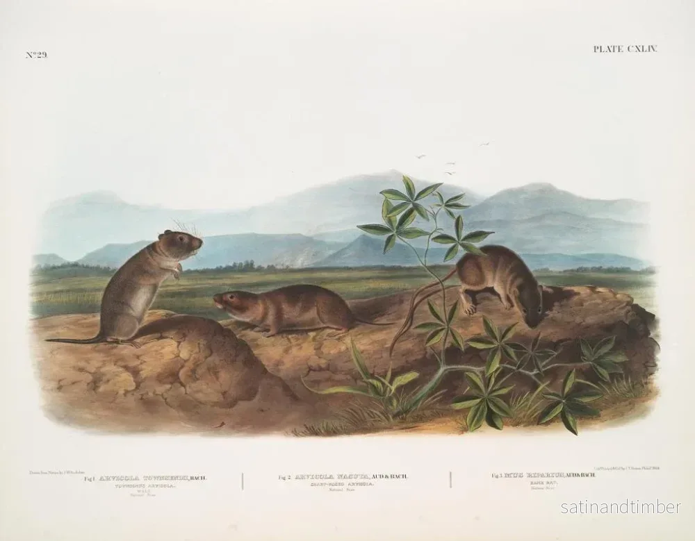 Reproduktion av målningen Arvicola de Townsend, Arvicola à nez pointu, Råttan vid floden - John Woodhouse Audubon - Bild 2