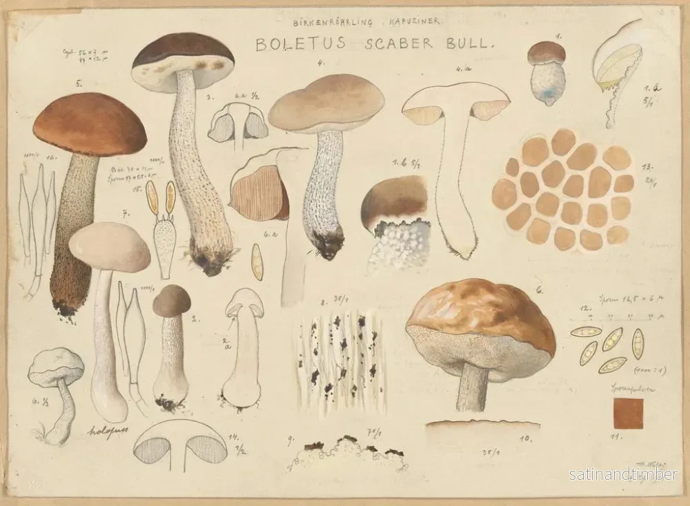 Reproduktion av målningen Bolet scabre - Hans Baldung - Bild 2