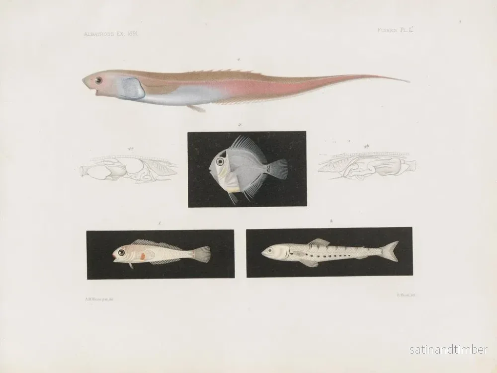 Reproduktion av målningen Mémoires du Muséum de zoologie comparée de Harvard College Pl95 - Musée de Zoologie Comparée de l'Université Harvard - Bild 2