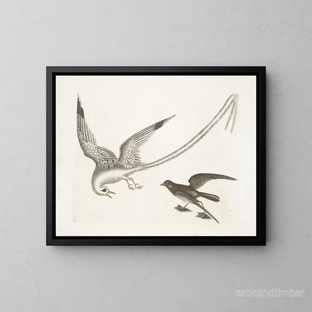 Reproduktion av målningen L'oiseau des tempêtes - Mark Catesby