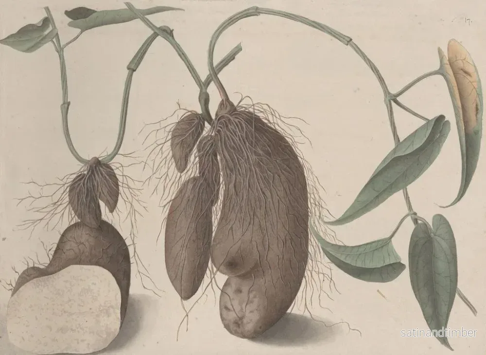 Reproduktion av målningen av Histoire naturelle de Saint-Domingue Pl. 148 - René de Rabi - Bild 2