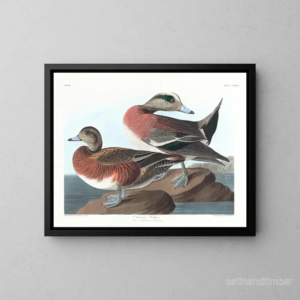 Reproduktion av målningen Kanadagås – John James Audubon Reproduktion av målningen Kanadagås – John James Audubon