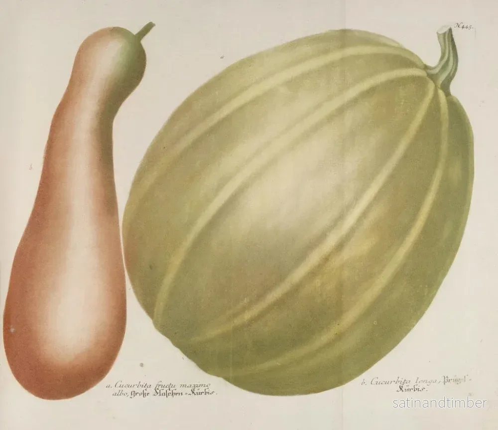 Reproduktion av målningen Phytanthoza iconographia Pl. 168 - Johann Wilhelm Weinmann - Bild 2